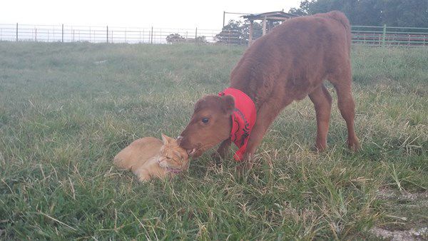 Munchkin giving the barn cats some lovin'!